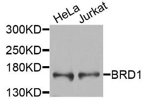 Western blot analysis of extracts of various cell lines, using BRD1 antibody (ABIN6003601) at 1/1000 dilution. (BRD1 Antikörper)
