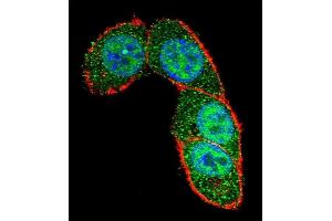 Confocal immunofluorescent analysis of SD3 Antibody (Center) (ABIN657463 and ABIN2846491) with Hela cell followed by Alexa Fluor 488-conjugated goat anti-rabbit lgG (green).