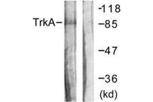 Western blot analysis of extracts from Jurkat cells, using Trk A (Ab-496) Antibody.