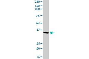 FGA MaxPab rabbit polyclonal antibody. (FGA Antikörper  (AA 1-218))
