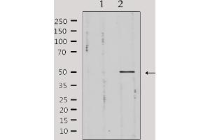 Western blot analysis of extracts from mouse brain, using Pim-1 Antibody.