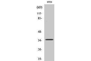 Western Blotting (WB) image for anti-Paired Box 9 (PAX9) (Internal Region) antibody (ABIN3186341)
