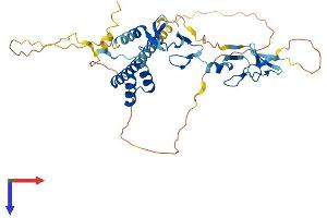 LMX1B Protein (AA 1-402) (His tag)