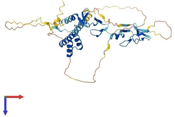 LMX1B Protein (AA 1-402) (His tag)