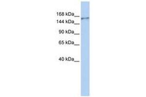 Image no. 1 for anti-Neurobeachin-Like 1 (NBEAL1) (AA 1292-1341) antibody (ABIN6740716) (NBEAL1 Antikörper  (AA 1292-1341))
