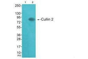 Western blot analysis of extracts from HepG2 cells (Lane 2), using Cullin 2 antiobdy. (Cullin 2 Antikörper)