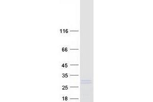Western Blotting (WB) image for Lipopolysaccharide-Induced Tumor Necrosis Factor-alpha Factor (LITAF) (Transcript Variant 1) protein (Myc-DYKDDDDK Tag) (ABIN2724835)