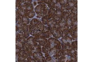 Immunohistochemical staining of human pancreas with PPIB polyclonal antibody  shows strong cytoplasmic positivity in exocrine glandular cells. (PPIB Antikörper)
