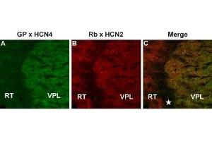 Multiplex staining of HCN4 and HCN2 in mouse thalamusImmunohistochemical staining of mouse thalamus frozen section using Guinea pig Anti-HCN4 Antibody (ABIN7043283, ABIN7045364 and ABIN7045365) and rabbit Anti-HCN2 Antibody (ABIN7043279, ABIN7044940 and ABIN7044941). (Hyperpolarization Activated Cyclic Nucleotide-Gated Potassium Channel 4 (HCN4) Peptid)