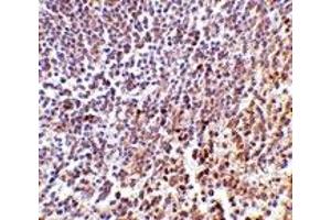 Immunohistochemistry (IHC) image for anti-Lymphocyte Antigen 86 (LY86) (C-Term) antibody (ABIN1030512) (LY86 Antikörper  (C-Term))
