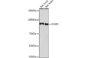 Western blot analysis of extracts of various cell lines, using FOXP1 Rabbit mAb (ABIN7267247) at 1:1000 dilution. (FOXP1 Antikörper)