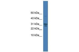 SPINT2 antibody used at 0. (SPINT2 Antikörper  (C-Term))