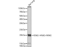 Western blot analysis of extracts of Rat lung, using KRAS+HRAS+NRAS Rabbit mAb (ABIN7267531) at 1:1000 dilution.