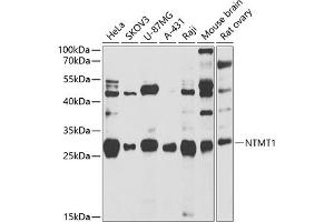 Western blot analysis of extracts of various cell lines, using NTMT1 antibody (ABIN6133076, ABIN6144899, ABIN6144900 and ABIN6222903) at 1:1000 dilution. (METTL11A Antikörper  (AA 1-223))
