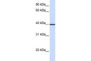 WB Suggested Anti-GP2 Antibody Titration:  0.