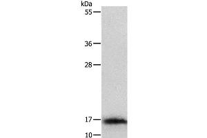 Western Blot analysis of Mouse thymus tissue using IL3 Polyclonal Antibody at dilution of 1:350 (IL-3 Antikörper)