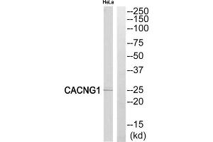 Western blot analysis of extracts from HeLa cells, using CACNG1 antibody. (CACNG1 Antikörper  (Internal Region))