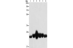 Western Blotting (WB) image for anti-Caveolin 1, Caveolae Protein, 22kDa (CAV1) antibody (ABIN2434260) (Caveolin-1 Antikörper)