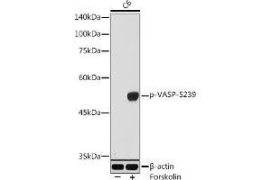 Western blot analysis of extracts of C6 cells, using Phospho-VASP-S239 antibody (ABIN3019748, ABIN3019749, ABIN3019750, ABIN1682137 and ABIN1682138) at 1:1000 dilution. (VASP Antikörper  (pSer239))
