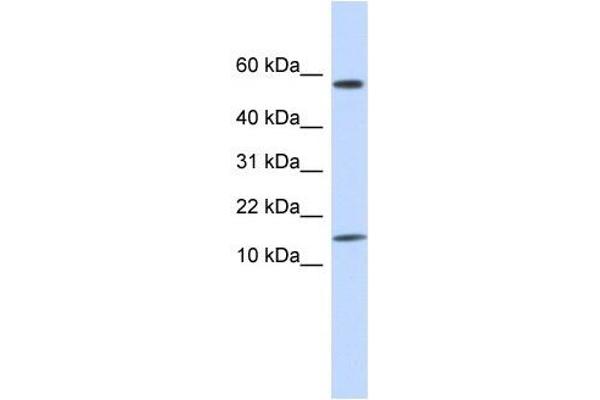 KRTAP11-1 Antikörper  (N-Term)