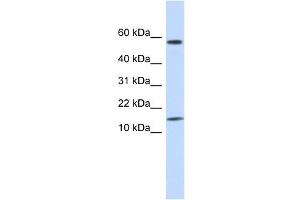 KAP11. (KRTAP11-1 Antikörper  (N-Term))