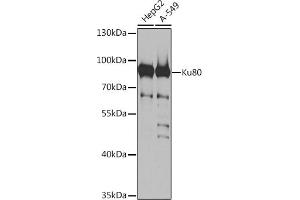 Western blot analysis of extracts of various cell lines, using Ku80 antibody (ABIN6130932, ABIN6150308, ABIN6150310 and ABIN6217336) at 1:1000 dilution. (XRCC5 Antikörper  (AA 540-732))
