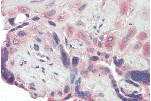 Immunohistochemistry (IHC) image for anti-Bone Morphogenetic Protein 1 (BMP1) (AA 284-296) antibody (ABIN2613394)