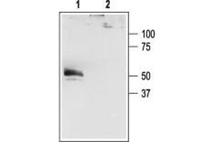 Western blot analysis of  transfected cells:1. (Potassium Channel, Subfamily K, Member 4 (KCNK4) Peptid)