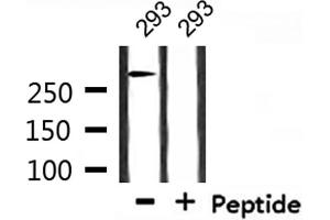 Western blot analysis of extracts from 293, using ATRX Antibody. (ATRX Antikörper  (N-Term))