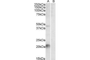ABIN2563590 staining (2µg/ml) of Mouse Liver lysate (35µg protein in RIPA buffer) with (B) and without (A) blocking with the immunising peptide. (Kallikrein 6 Antikörper  (C-Term))