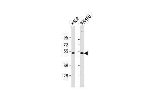 All lanes : Anti-PRKAR2A Antibody (C-Term) at 1:2000 dilution Lane 1: K562 whole cell lysates Lane 2: S whole cell lysates Lysates/proteins at 20 μg per lane. (PRKAR2A Antikörper  (AA 312-346))