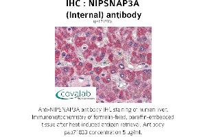 Image no. 1 for anti-Nipsnap Homolog 3A (NIPSNAP3A) (Internal Region) antibody (ABIN1737368) (NIPSNAP3A Antikörper  (Internal Region))