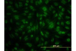 Immunofluorescence (IF) image for anti-Pogo Transposable Element with KRAB Domain (POGK) (AA 431-540) antibody (ABIN566145)