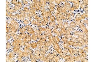 ABIN7094609 and ABIN7098659 at 1/100 staining Mouse kidney tissue by IHC-P. (PDE11A Antikörper  (Internal Region))
