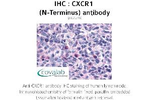 Image no. 1 for anti-Chemokine (C-X-C Motif) Receptor 1 (CXCR1) (Extracellular Domain), (N-Term) antibody (ABIN1733393) (CXCR1 Antikörper  (Extracellular Domain, N-Term))