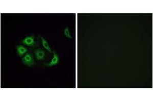 Immunofluorescence (IF) image for anti-Olfactory Receptor, Family 4, Subfamily P, Member 4 (OR4P4) (AA 260-309) antibody (ABIN2891014) (OR4P4 Antikörper  (AA 260-309))