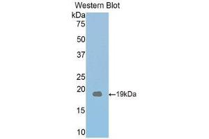 Western Blotting (WB) image for anti-Thrombospondin 1 (THBS1) (AA 515-671) antibody (ABIN1860741) (Thrombospondin 1 Antikörper  (AA 515-671))