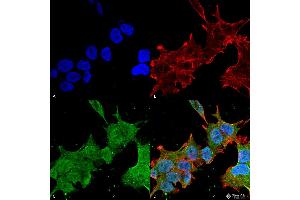 Immunocytochemistry/Immunofluorescence analysis using Mouse Anti-Brevican Monoclonal Antibody, Clone S294A-6 . (BCAN Antikörper  (AA 219-655) (HRP))