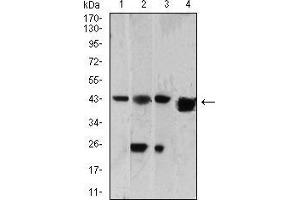 Western Blotting (WB) image for anti-SH3-Domain GRB2-Like 1 (SH3GL1) (AA 12-119) antibody (ABIN5542542)