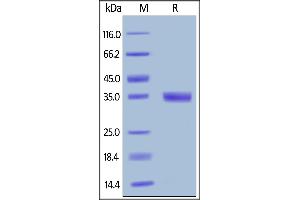 SDS-PAGE (SDS) image for Epidermal Growth Factor (EGF) (AA 977-1029) (Active) protein (Fc Tag) (ABIN6809909)