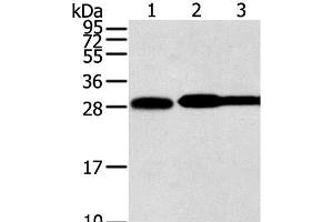 Western Blot analysis of Hela, lovo and A431 cell using STX10 Polyclonal Antibody at dilution of 1:800 (Syntaxin 10 Antikörper)