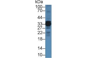 Western Blot; Sample: Mouse Liver lysate; Primary Ab: 2µg/mL Rabbit Anti-Bovine CTSS Antibody Second Ab: 0. (Cathepsin S Antikörper  (AA 115-331))