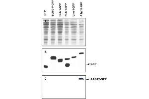 Immunoblot of APG12 fusion protein. (ATG12 Antikörper)