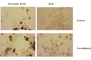 Immunostaining of HEK 293 cells transfected with a human BCMA expression plasmid (left panel), or mock transfected (right panel). (BCMA Antikörper  (Extracellular Domain))