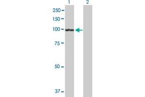 Western Blot analysis of UVRAG expression in transfected 293T cell line by UVRAG MaxPab polyclonal antibody. (UVRAG Antikörper  (AA 1-699))