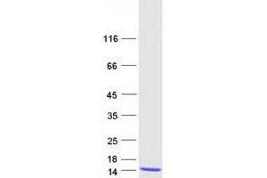 Validation with Western Blot (S100A2 Protein (Myc-DYKDDDDK Tag))
