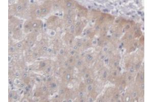 IHC-P analysis of Human Liver Tissue, with DAB staining. (PCYOX1 Antikörper  (AA 174-505))