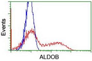 HEK293T cells transfected with either RC220062 overexpress plasmid (Red) or empty vector control plasmid (Blue) were immunostained by anti-ALDOB antibody (ABIN2454576), and then analyzed by flow cytometry. (ALDOB Antikörper)