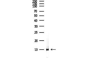 Western blot analysis of lysates from COLO205 cells(heat-shock,45 min treatment), using Acetyl-histone H4 (Lys16) Antibody at 1/1000 dilution.