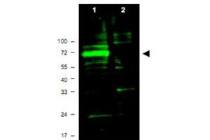 Western blot using Hif3a polyclonal antibody  shows detection of aband ~72 KDa corresponding to mouse Hif3a (arrowhead). (HIF3A Antikörper  (AA 581-592))